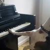 Buddy shows off his musical talents before adoring humans.