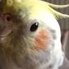 Coco, the contralto cockatiel.