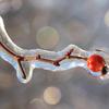 A frosty branch with a bud of hope