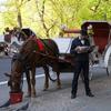 A horse and carriage driver wait for a client at 59th St. and Fifth Avenue. 