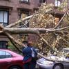 Tree down in Fort Greene on Sept. 16, 2010
