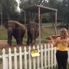 Elephants dance to Eleanor Barsch's Bach Partita